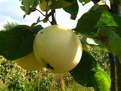Apfelbaum, Weißer Klarapfel, Malus domestica, Obstbaum winterhart, alte Sorte gelb, im Topf, 130 - 150 von PlantaPro