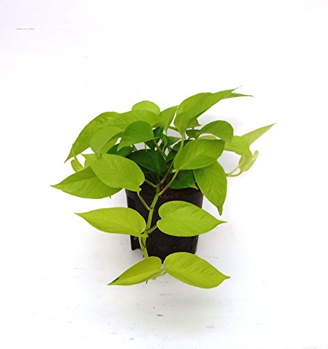 Efeutute, Epipremnum pinnatum Neon, Zimmerpflanze in Hydrokultur, 13/12er Kulturtopf, 18-22 cm von Redwood Service GmbH