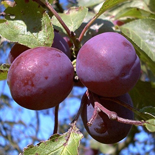 Pflaumenbaum, Graf Althans, Prunus domestica, Obstbaum winterhart, Pflaume blau violett, im Topf, 120 - 150 von PlantaPro