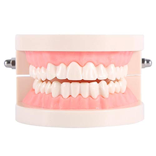 Zähne Modell, PVC Dental Teaching Study Standardmodell, für Demonstration Teach Kinder Zähne putzen, Kinder Studie Supplies Frühe Bildung von Regun