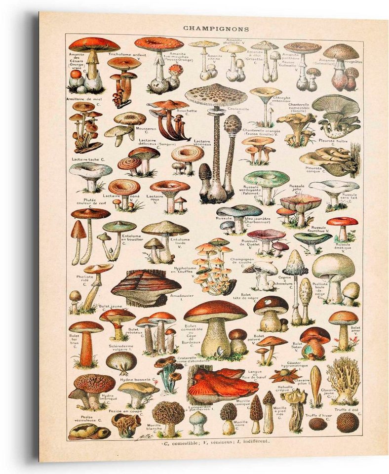 Reinders! Deco-Panel Schwammerl Reinders! Deco-Panel Schwammerl von Reinders!