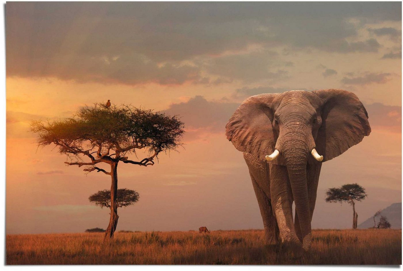 Reinders! Poster Afrikas Wildtiere Elefant, (1 St) von Reinders!