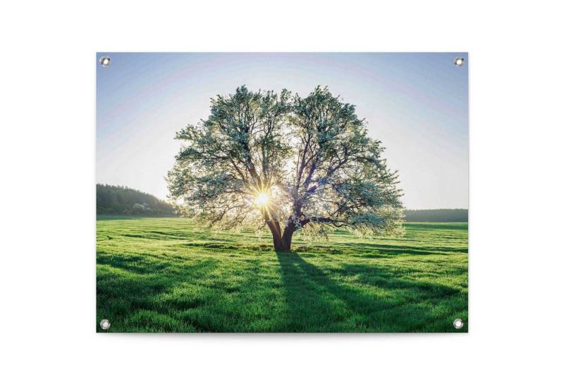 Reinders! Poster Baum in der Morgensonne, Outdoor für Garten oder Balkon von Reinders!