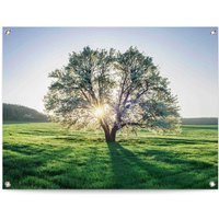 Reinders Poster "Baum in der Morgensonne" von Reinders!