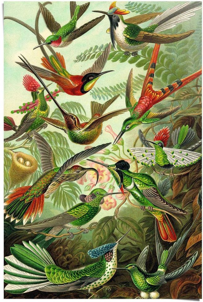 Reinders! Poster Hummingbirds Vogel - Tiermotiv - Natur - Botanisch - Ernst Haeckel, (1 St) von Reinders!