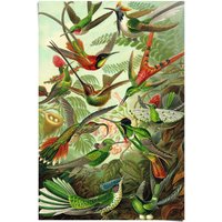 Reinders Poster "Hummingbirds Vogel - Tiermotiv - Natur - Botanisch - Ernst Haeckel", (1 St.) von Reinders!