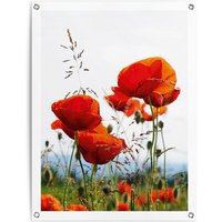 Reinders Poster "Mohnblumen" von Reinders!