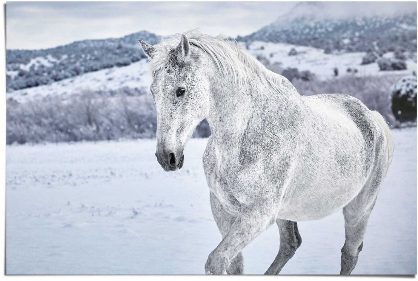 Reinders! Poster Pferd im Schnee, (1 St) von Reinders!