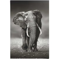 Reinders Poster "Poster Elefant Wanderung", Elefanten, (1 St.) von Reinders!