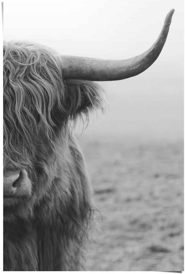 Reinders! Poster Poster Highlander Bulle, Kuh (1 St) von Reinders!