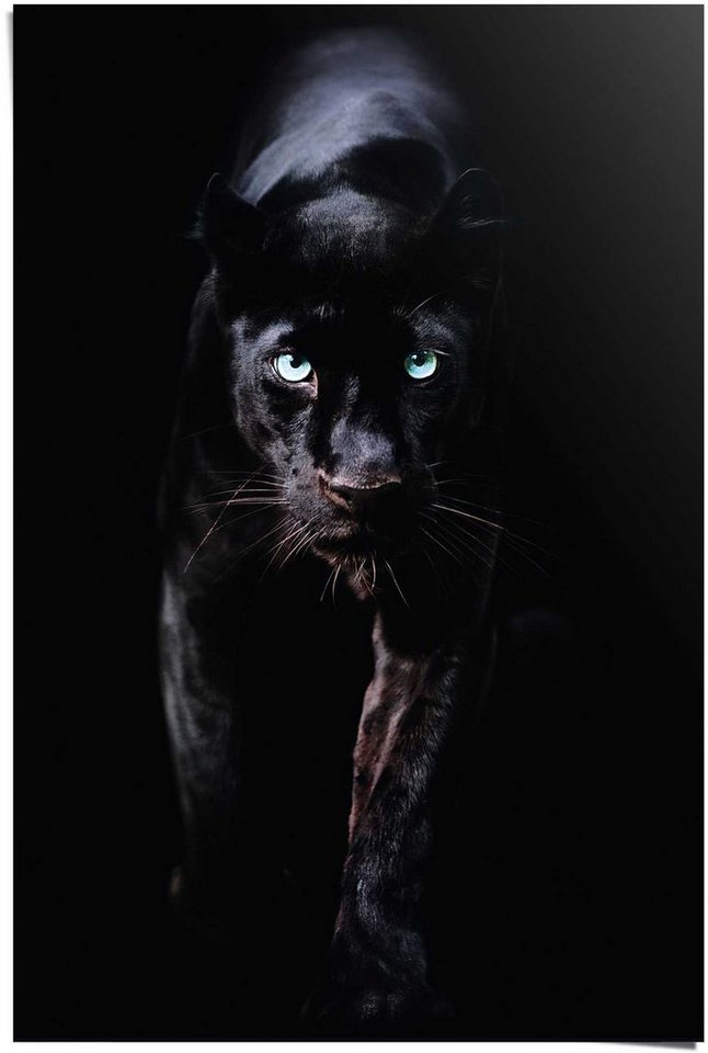 Reinders! Poster Poster Schwarzer Panther, Tiere (1 St) von Reinders!