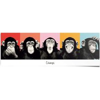 Reinders Poster "Schimpanse Pop" 1 Stk. tlg. von Reinders!