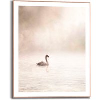 Reinders Poster "Schwan im Nebel" von Reinders!