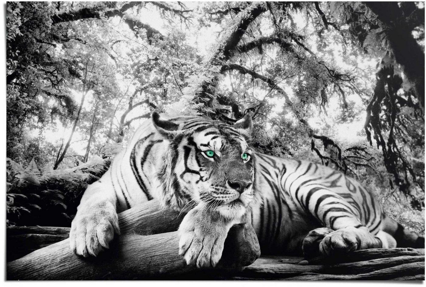 Reinders! Poster Tigerblick, (1 St) von Reinders!