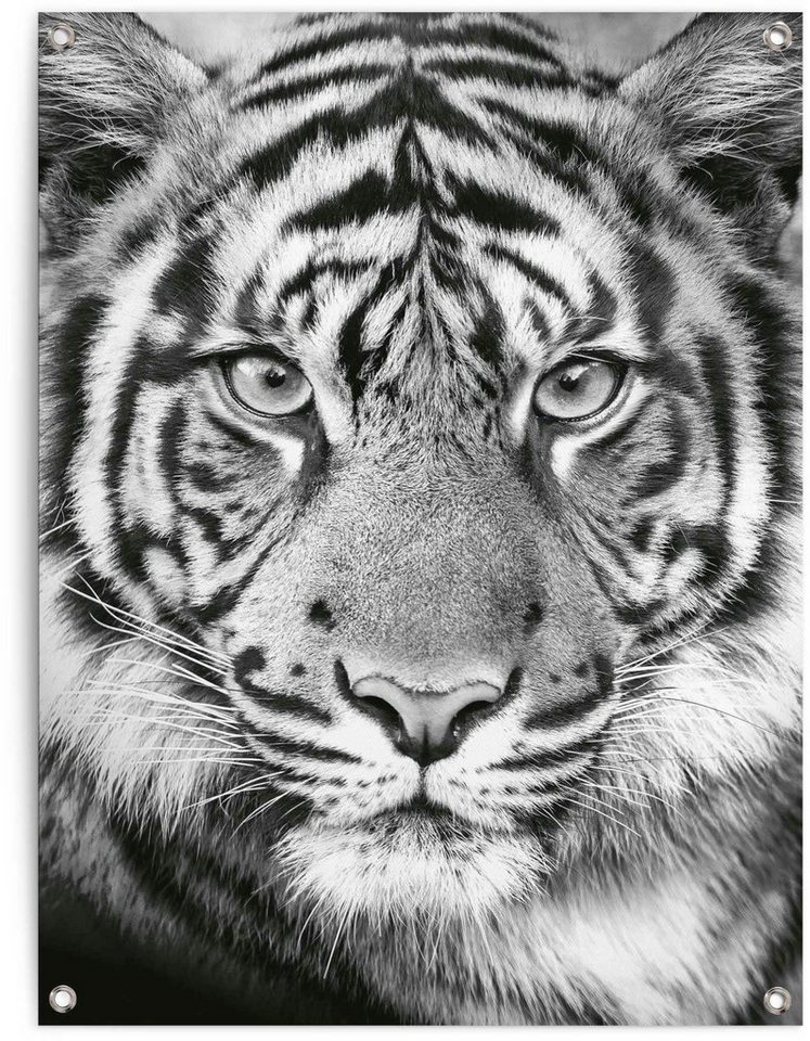 Reinders! Poster Tigerblick von Reinders!