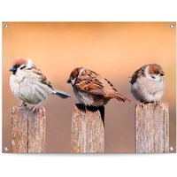 Reinders Poster "Vogelfamilie" von Reinders!