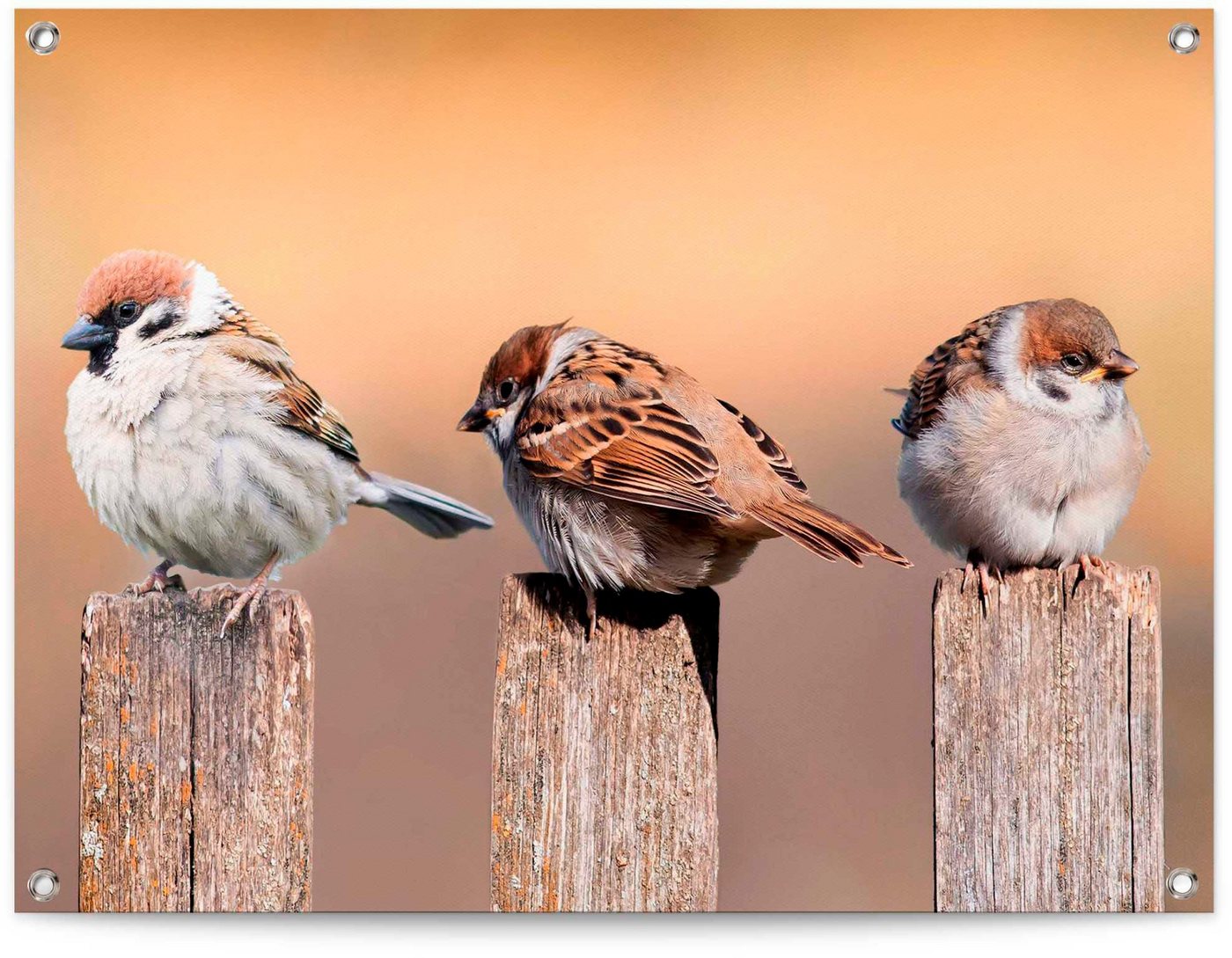 Reinders! Poster Vogelfamilie von Reinders!