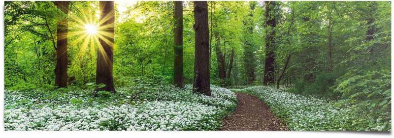Reinders! Poster Waldlichtung Frühling, (1 St) von Reinders!