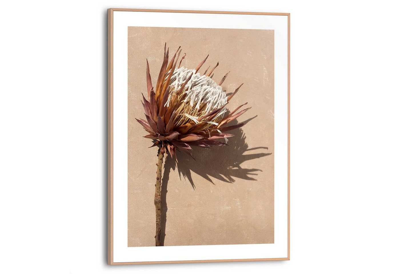 Reinders! Wandbild Protea Blume von Reinders!