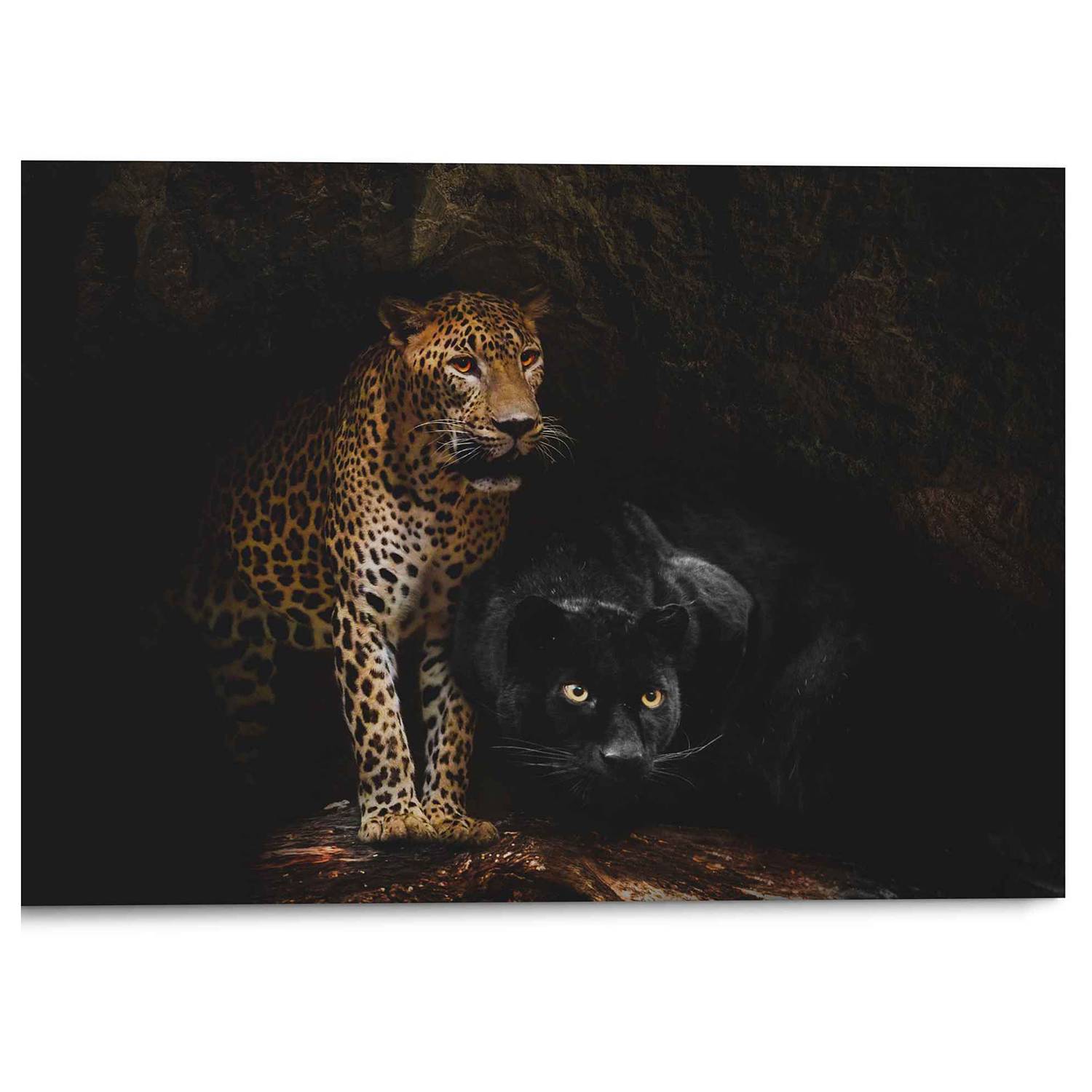 Wandbild Raubtiere Panther von Reinders