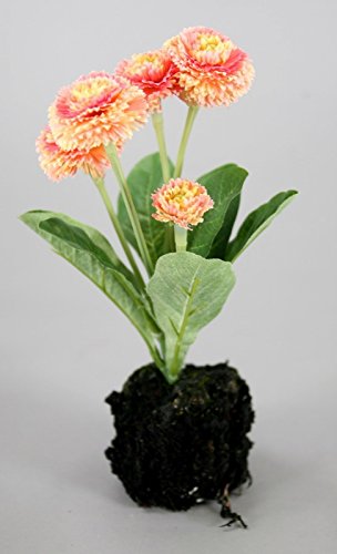 BELLIS MIT ERDE BELLIS MIT ERDE von Reinhold