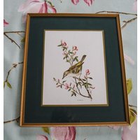 Feines Vergoldetes Und Montiertes Bonellis Warbler Print - Für Passionierte Vogelbeobachter von ReiverVintage