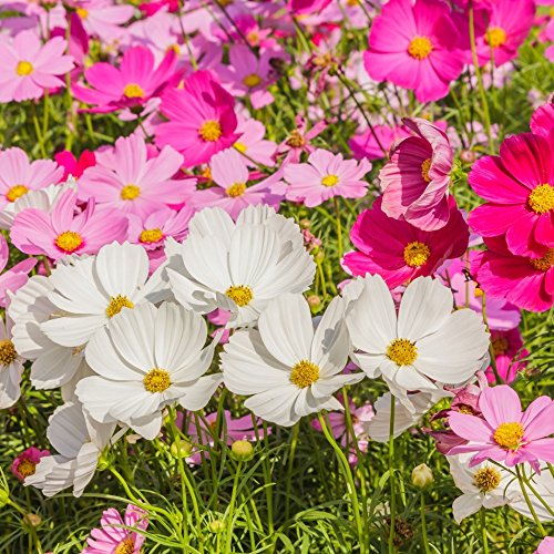 Cosmos Vega Mix Samen - Schmuckkörbchen von Rekwiat