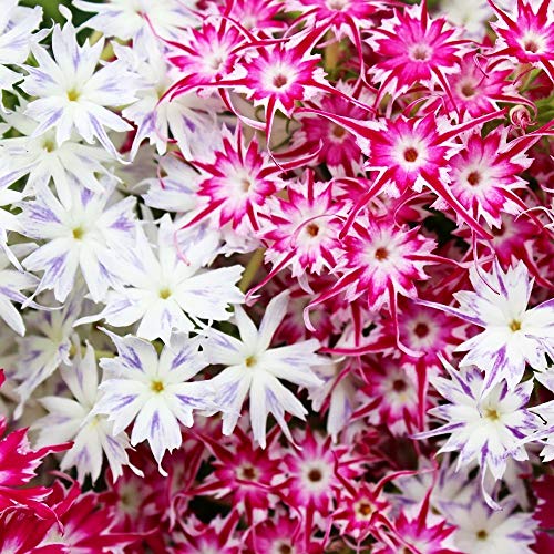 Drummond 's Phlox Twinkle Star Samen - Phlox drummonda Eibe Nana von Rekwiat