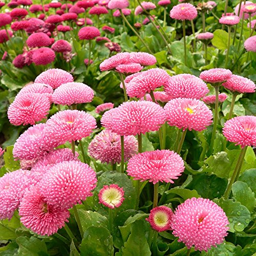 Englisch Gänseblümchen Rominette Mix Samen - Bellis Perennis von Rekwiat