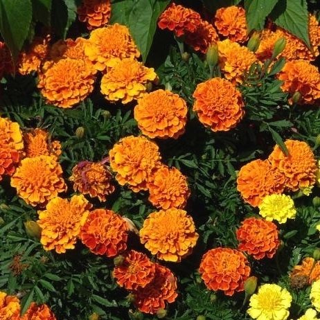 Ringelblume Boy orange Samen - Tagetes Glockenblume Nana fl. pl. von Rekwiat