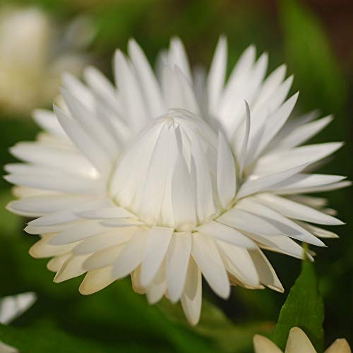 Strohblumen Double weiß Samen - Lakritz-Strohblume von Rekwiat