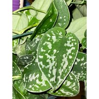 Live Silber Satin Pothos Schneide Unrooted von RelaxWithRoya