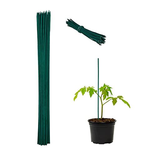 Relaxdays Pflanzenstab, 50er Set, Bambus, 60cm, Ø 6mm, Anzuchtstab für Gemüse, Blumen Rankhilfe, 50 Bindedrähte, grün Relaxdays Pflanzenstab, 50er Set, Bambus, 60cm, Ø 6mm, Anzuchtstab für Gemüse, Blumen Rankhilfe, 50 Bindedrähte, grün von Relaxdays