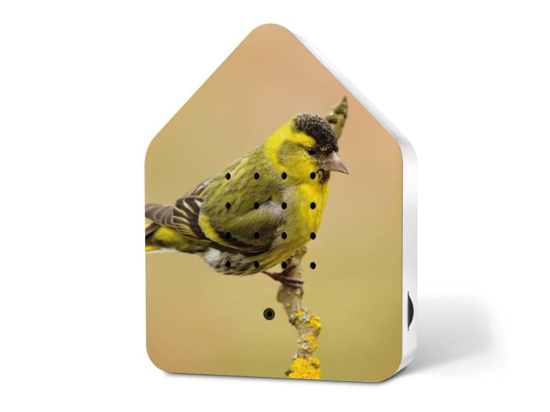 Relaxound Zwitscherbox Special Edition Spring24 Eurasian Siskin von Relaxound GmbH