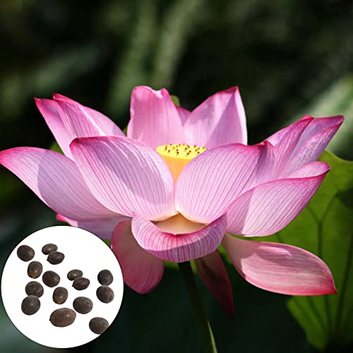 10 Stück Lotusblumensamen, Blumen Samen für Garten und Balkon,Ideale Garten Pflanzen, Balkon Pflanzen & Kübelpflanzen, 10Pcs Lotus Flower Seeds von Remorui