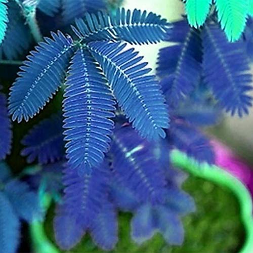 100 Stück Blaue Mimosa Pudica, Blumen Samen für Garten und Balkon,Ideale Garten Pflanzen, Balkon Pflanzen & Kübelpflanzen,100Pcs Blue Mimosa Pudica von Remorui