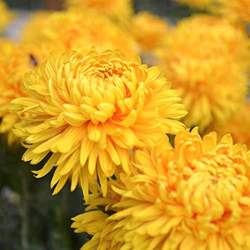 100 Stück Chrysanthemen Pflanzen Samen, Blumensamen für Garten und Balkon, Chrysanthemen Samen, Garten Blumen, Ideale Garten Pflanzen, Balkon Pflanzen (Gelb) von Remorui