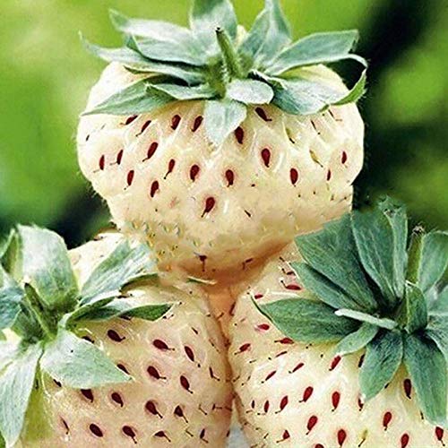 100 Stück Erdbeeren Samen, Erdbeersamen für Garten und Balkon, Erdbeer Samen, Erdbeeren Pflanzen, Garten Blumen, Ideale Garten Pflanzen, Balkon Pflanzen, 100Pcs Strawberry Seeds (Weiß) von Remorui