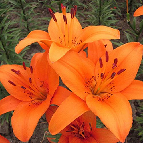 100 Stück Lilien Samen, Blumensamen für Garten und Balkon, Lilie Blumen Pflanzen Samen, Garten Blumen, Ideale Garten Pflanzen, Balkon Pflanzen (Orange) von Remorui