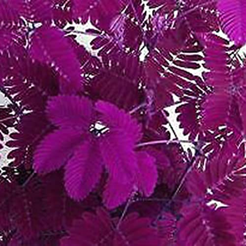 100 Stück Rose Red Mimosa Pudica, Blumen Samen für Garten und Balkon,Ideale Garten Pflanzen, Balkon Pflanzen & Kübelpflanzen,100Pcs Rose Red Mimosa Pudica von Remorui