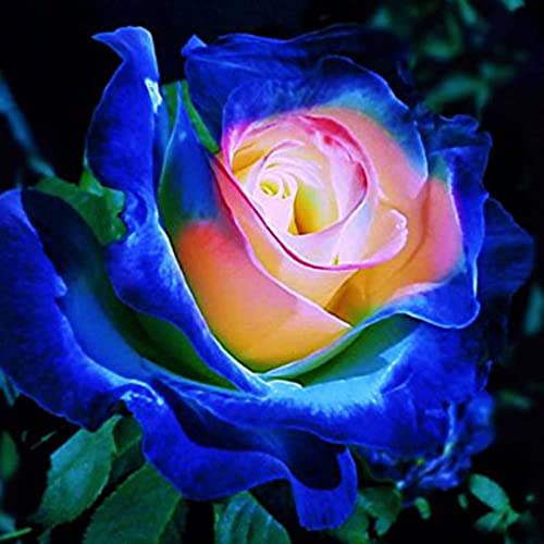 100 Stück Rosensamen, Blumensamen für Garten und Balkon, Rosen Pflanzen Samen, Garten Blumen, Ideale Garten Pflanzen, Balkon Pflanzen (Rosa Herz Blau) von Remorui