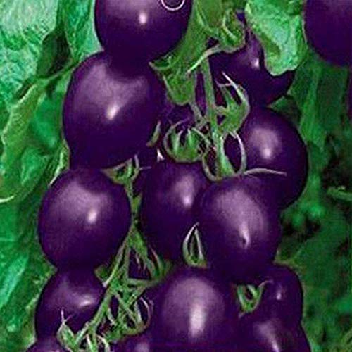 100 Stück Tomatensamen, Tomaten saatgut für Garten und Balkon, Tomato Seeds, Garten Blumen, Ideale Garten Pflanzen, Balkon Pflanzen (Lila) von Remorui