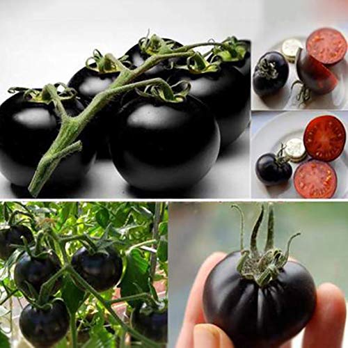 100 Stück Tomatensamen, Tomaten saatgut für Garten und Balkon, Tomato Seeds, Garten Blumen, Ideale Garten Pflanzen, Balkon Pflanzen (Schwarz) von Remorui