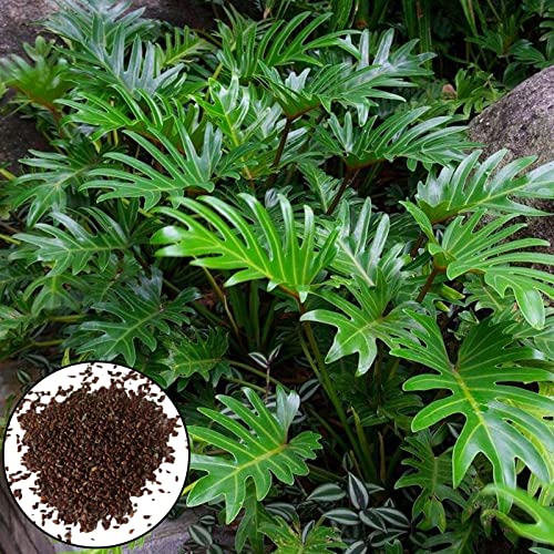 150 Stück Philodendron Samen, Blumen Samen für Garten und Balkon,Ideale Garten Pflanzen, Balkon Pflanzen & Kübelpflanzen, 150Pcs Philodendron Seeds von Remorui