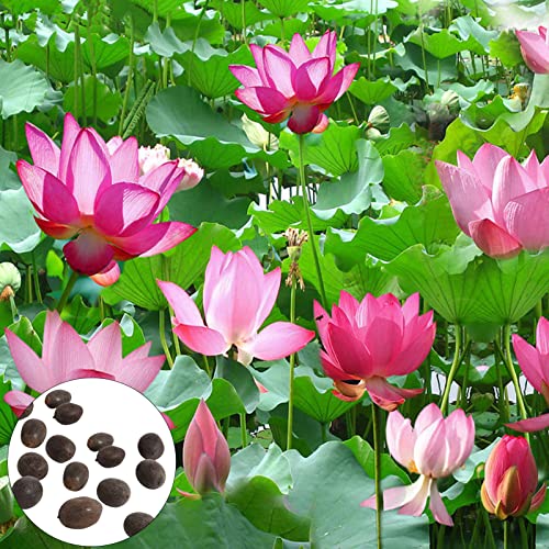 20 Stück Lotussamen, Blumen Samen für Garten und Balkon,Ideale Garten Pflanzen, Balkon Pflanzen & Kübelpflanzen, 20Pcs Lotus Seeds von Remorui