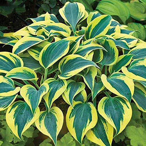 200 Stück Gelbgrüne Hostasamen, Blumen Samen für Garten und Balkon,Ideale Garten Pflanzen, Balkon Pflanzen & Kübelpflanzen,200Pcs Yellow Green Hosta Seeds von Remorui