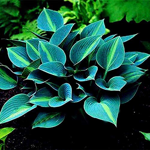 200 Stück Grüne Hosta Samen, Blumen Samen für Garten und Balkon,Ideale Garten Pflanzen, Balkon Pflanzen & Kübelpflanzen,200Pcs Green Hosta Seeds von Remorui