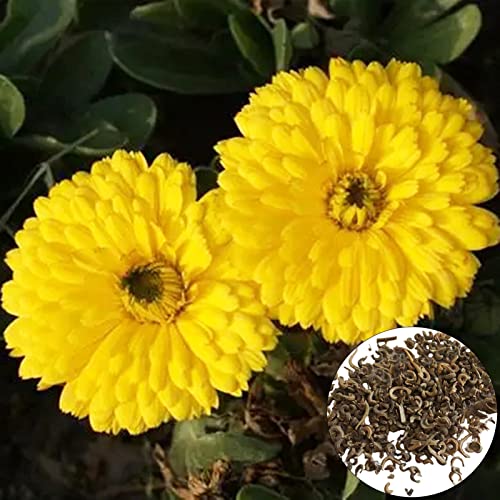 200 Stück Ringelblumensamen, Blumen Samen für Garten und Balkon,Ideale Garten Pflanzen, Balkon Pflanzen & Kübelpflanzen, 200Pcs Calendula Seeds von Remorui