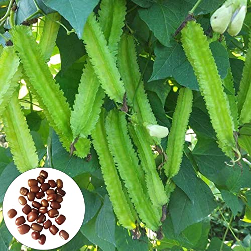 200 Stück Samen von geflügelten Bohnen, Blumen Samen für Garten und Balkon,Ideale Garten Pflanzen, Balkon Pflanzen & Kübelpflanzen, 200Pcs Winged Bean Seeds von Remorui