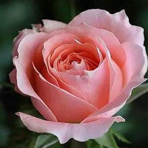 40 Stück Rosenkerne, Blumen Samen für Garten und Balkon,Ideale Garten Pflanzen, Balkon Pflanzen & Kübelpflanzen,40Pcs Pink Rose Seeds von Remorui